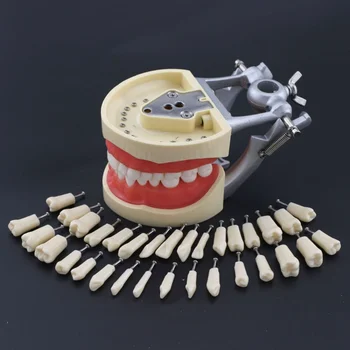 Kilgore Nissin 200 Tip Zobozdravstvene Prakse Typodont Model Izmenljive Zob 32pcs